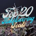 Top 20 Autoflowering Cannabis Seeds Varieties Strains