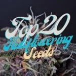 Top 20 Autoflowering Cannabis Seeds Varieties Strains