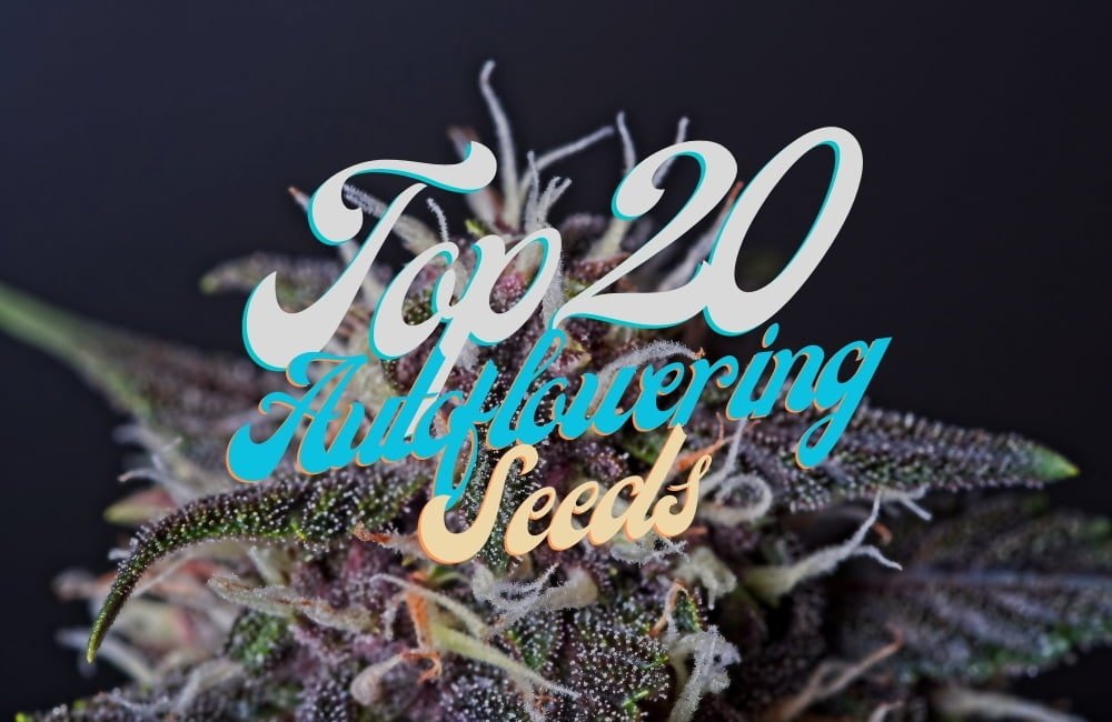 Top 20 Autoflowering Cannabis Seeds Varieties Strains