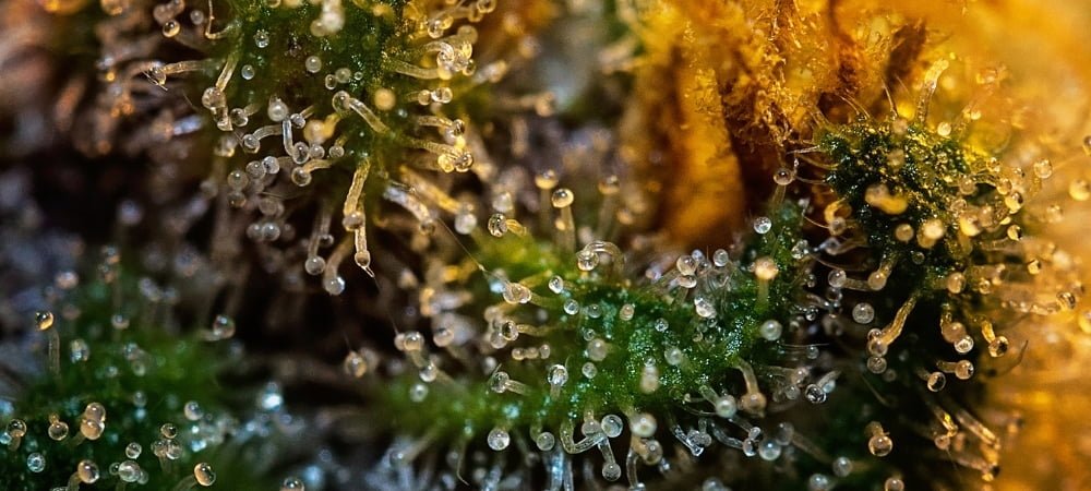 Top 20 Best Feminized Cannabis Weed Varieties Seeds (1)