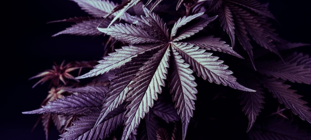 Top 20 Best Feminized Cannabis Weed Varieties Seeds