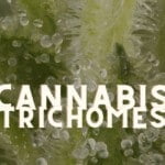 Trichomes Cannabis Marijuana Weed