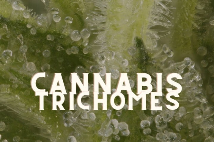 Trichomes Cannabis Marijuana Weed