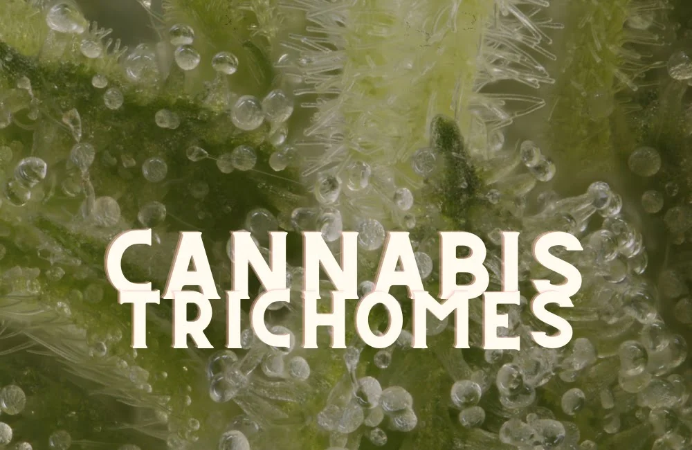 Trichomes Cannabis Marijuana Weed