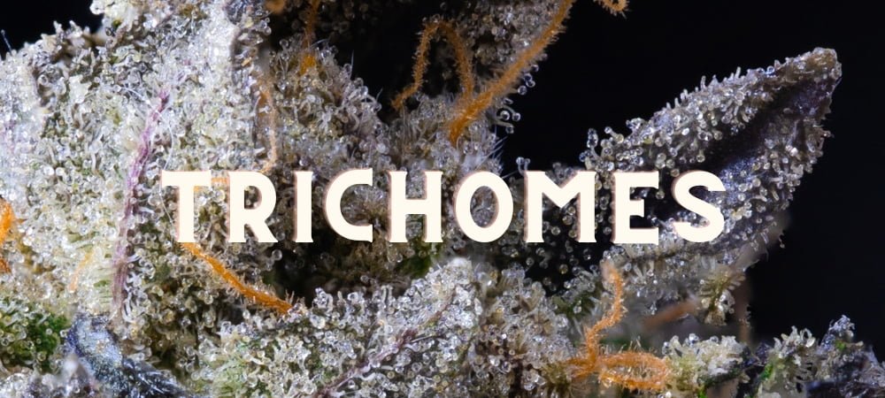 Trichomes Cannabis Weed Marijuana