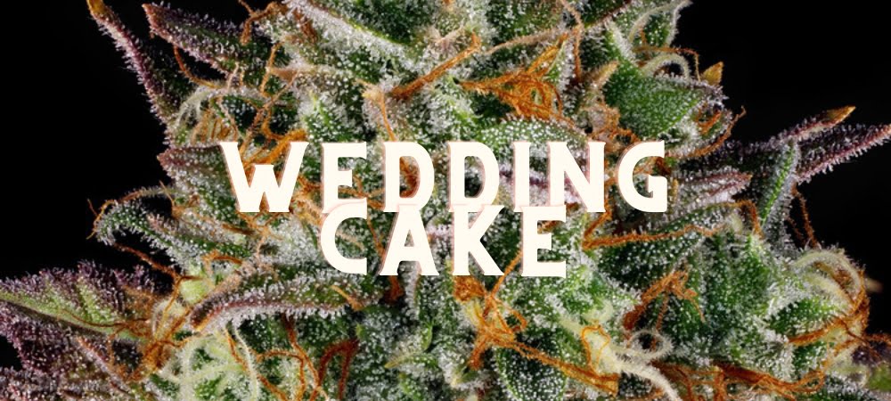Wedding Cake Cannabis Weed Marijuana Gusto Effetti Prezzo Costo Semi (1)