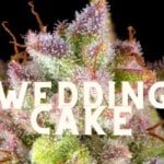 Wedding Cake Effect Taste Story Price Seeds