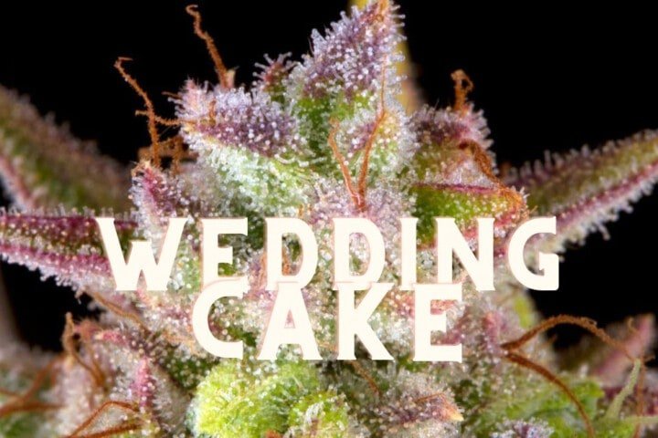 Wedding Cake Effect Taste Story Price Seeds