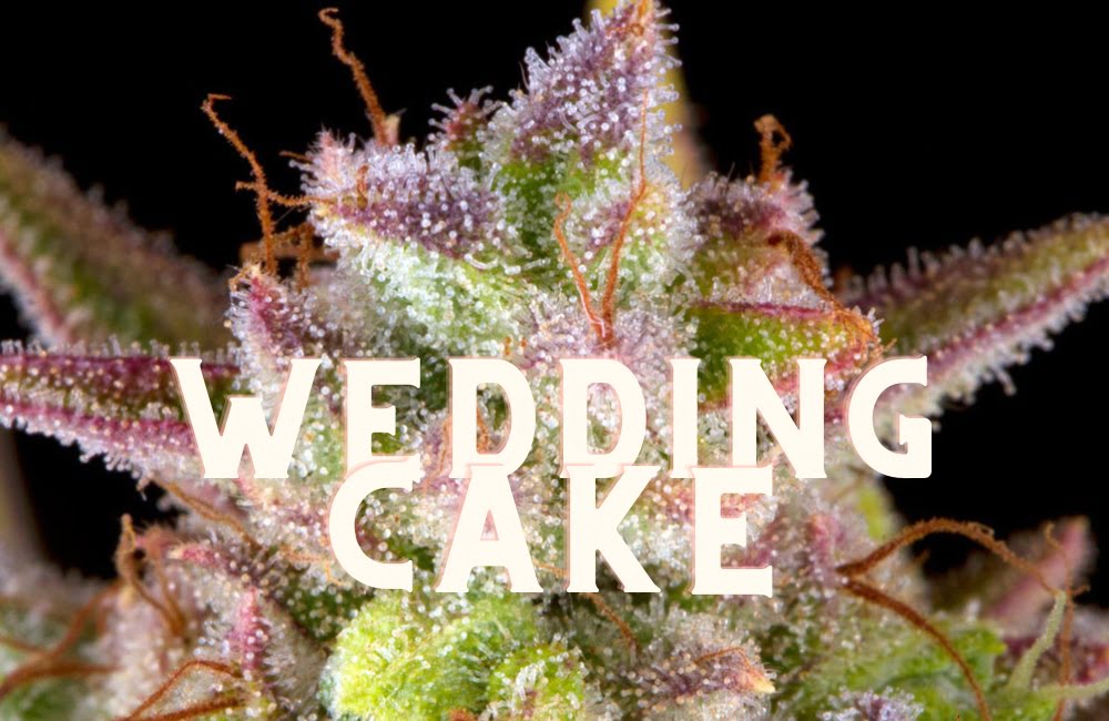 Wedding Cake Effect Taste Story Price Seeds