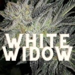 White Widow Effect Taste Story Price Seeds