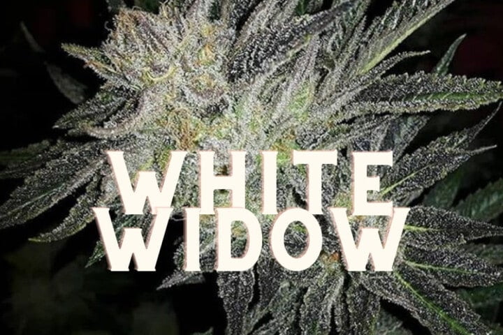 White Widow Effect Taste Story Price Seeds