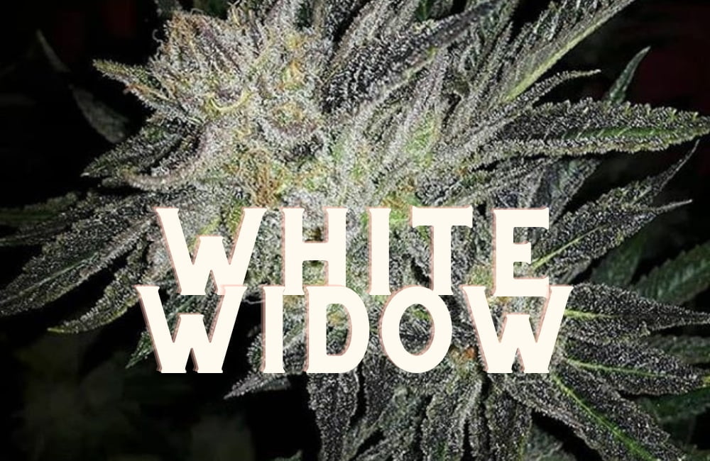 White Widow Effect Taste Story Price Seeds