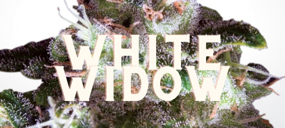 White Widow Gusto Effetti Prezzo Costo Semi