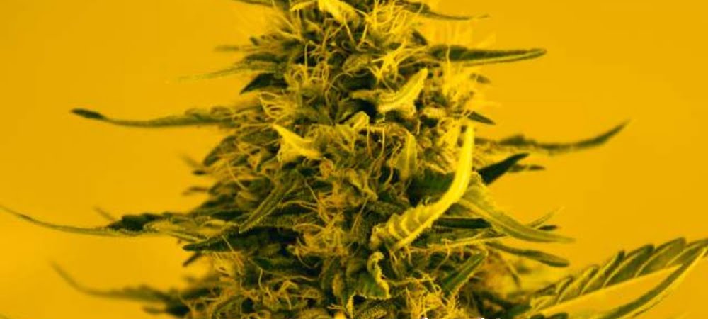 White Widow Originale Gusto Effetti Prezzo Costo Semi