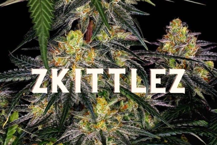 Zkittlez Effect Taste Story Price Seeds