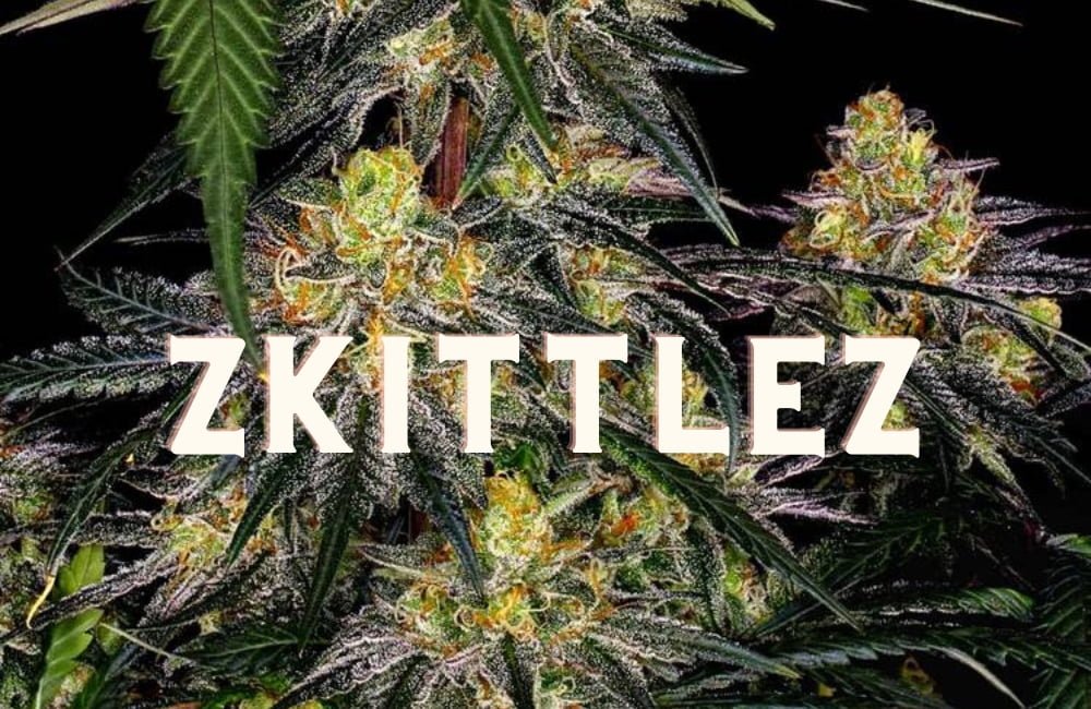 Zkittlez Effect Taste Story Price Seeds