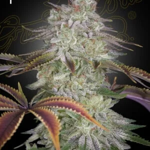 Green-House-Seeds-Alienz-Feminized-Cannabis-Seeds-Annibale-Seedshop