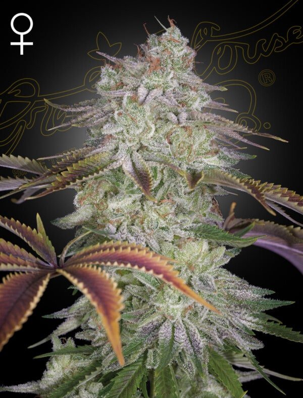 Green-House-Seeds-Alienz-Feminized-Cannabis-Seeds-Annibale-Seedshop