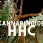 HHC Cannabinoide Marijuana