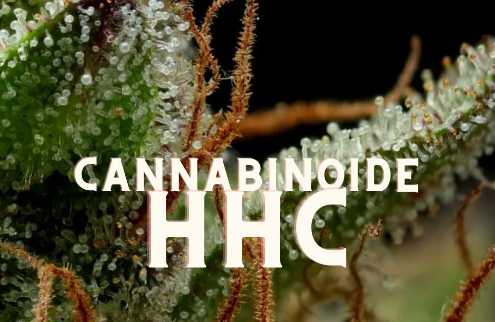 HHC Cannabinoide Marijuana