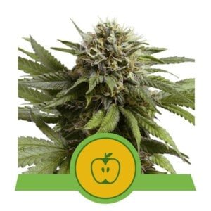 apple fritter auto royal queen seeds