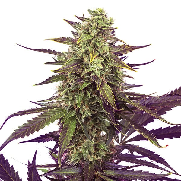Royal Queen Seeds Cereal Milk Feminized Cannabis Seeds Annibale Seedshop