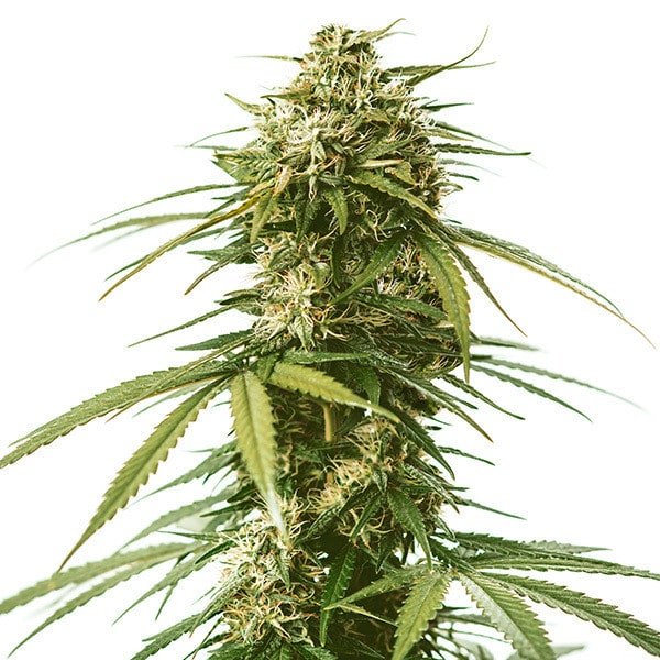 Royal Queen Seeds Gushers Feminized Cannabis Seeds Annibale Seedshop
