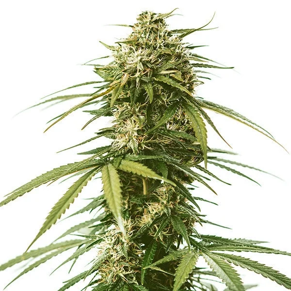 Royal Queen Seeds Gushers Feminized Cannabis Seeds Annibale Seedshop