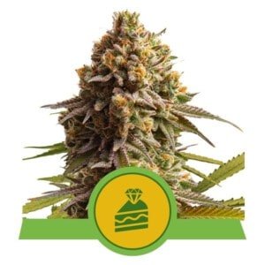 Royal Queen Seeds Wedding Cake Autoflowering Feminized Cannabis Seeds Annibale Seedshop