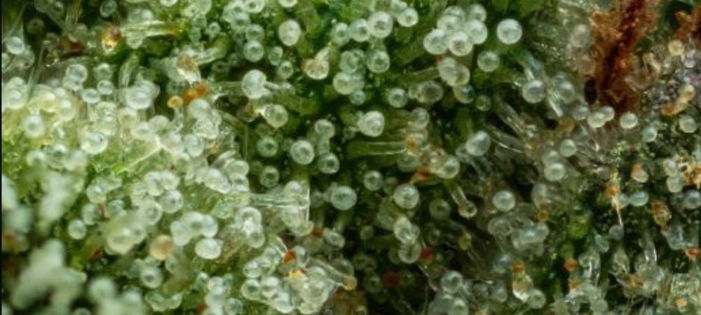 Animal Mints Strain Cannabis Seeds