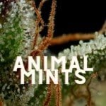 Animal Mints Taste Story Price Seeds