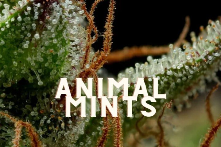 Animal Mints Taste Story Price Seeds