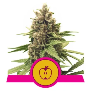 Apple Fritter Feminized Royal Queen Seeds Rqs