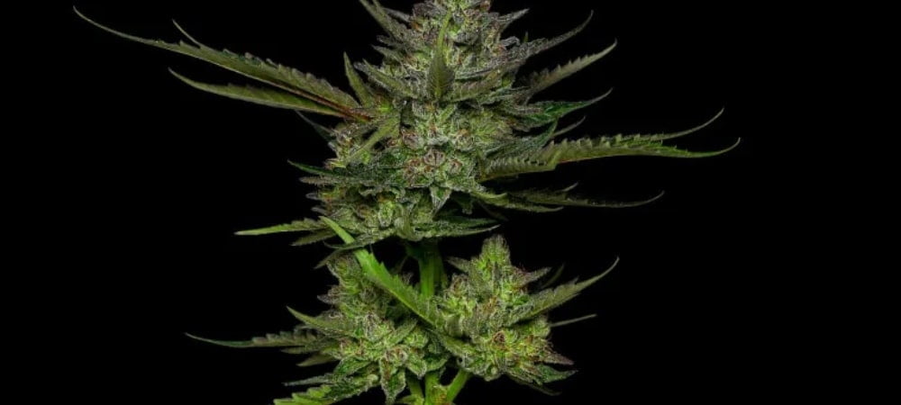 Apple Fritter Strain Cannabis Seeds (1)