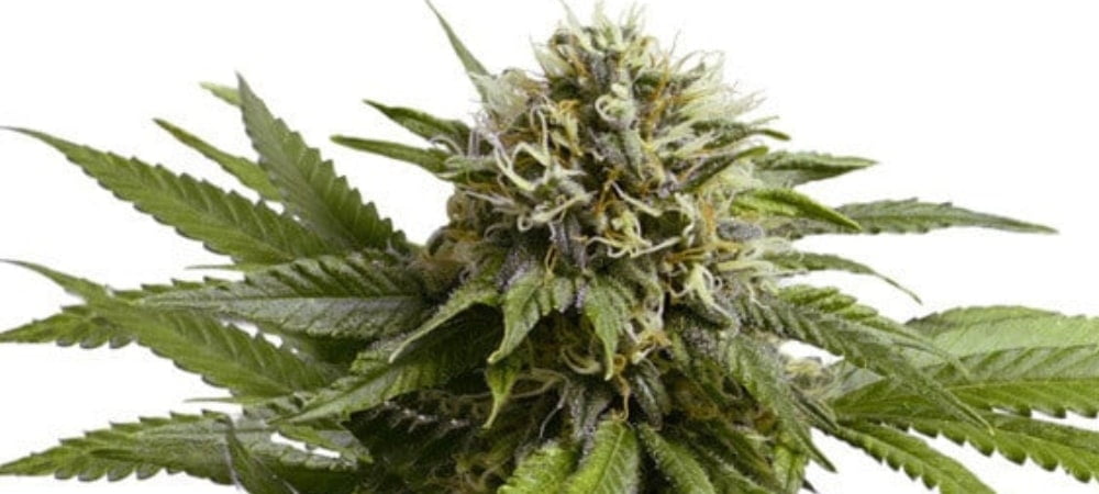Apple Fritter Strain Cannabis Seeds