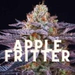 Apple Fritter Taste Story Price Seeds