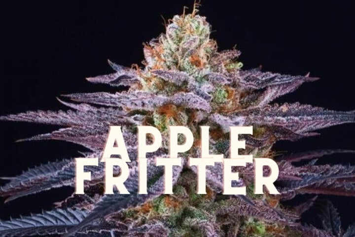Apple Fritter Taste Story Price Seeds