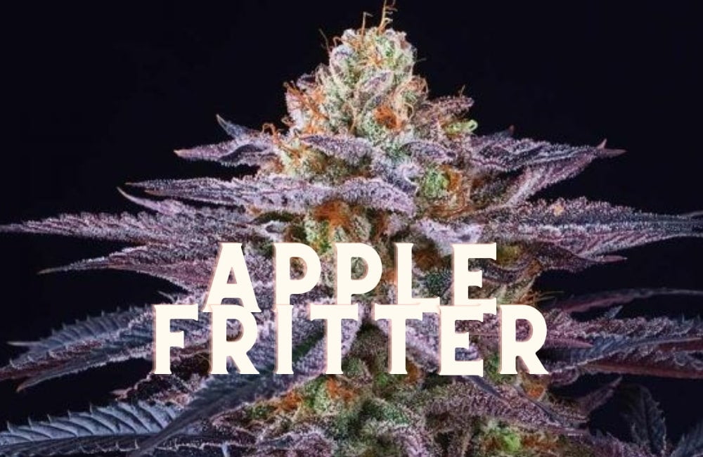 Apple Fritter Taste Story Price Seeds