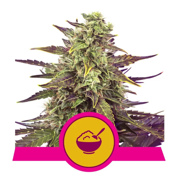 Cereal Milk Feminized Royal Queen Seeds Rqs