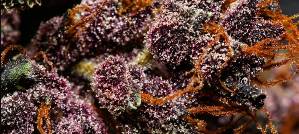 Gary Payton Strain Cannabis Seeds (1)