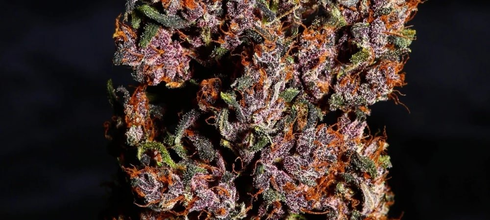 Gary Payton Strain Cannabis Seeds