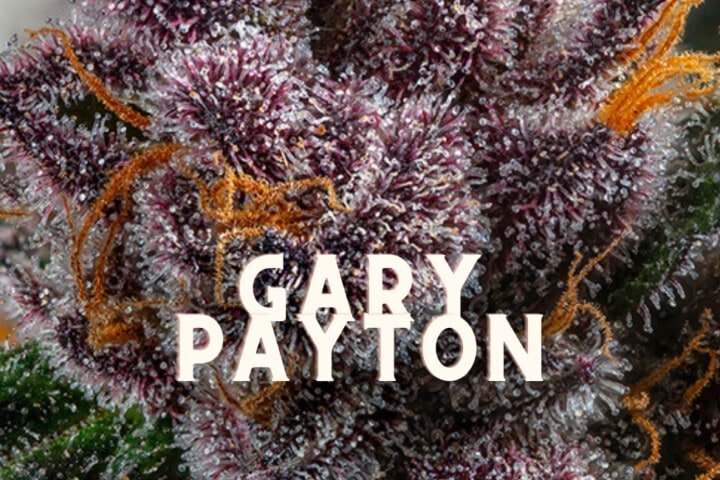 Gary Payton Taste Story Price Seeds