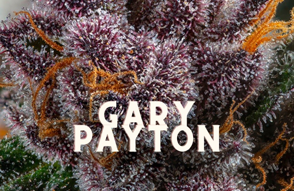 Gary Payton Taste Story Price Seeds
