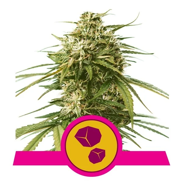 gushers-feminized-royal-queen-seeds-rqs