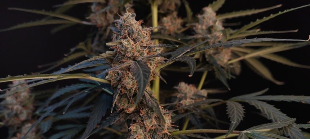 Northern Lights Strain Cannabis Seeds (1)