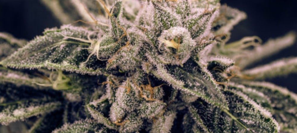 Northern Lights Strain Cannabis Seeds