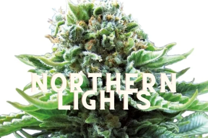 Northern Lights Taste Story Price Seeds