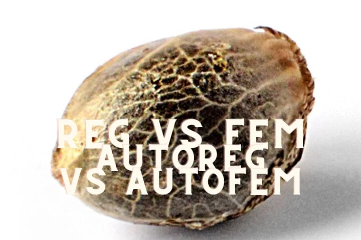 Regular Vs Feminized Vs Autoregular Vs Autofeminized Cannabis Marijuana