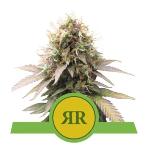 Royal Runtz Autoflowering Feminized Royal Queen Seeds Rqs