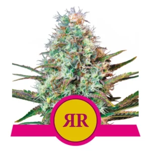 Royal Queen Seeds Royal Runtz Feminized Cannabis Seeds Annibale Seedshop